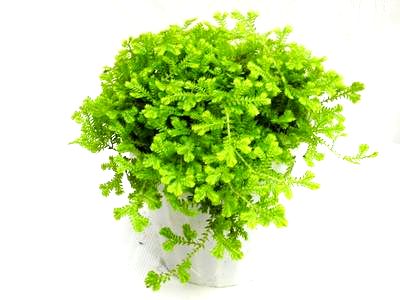 4" Salaginella Golden Moss - Click Image to Close